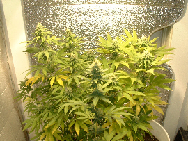 Day 26 Flower