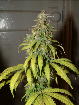 Day 46 Flower