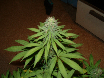 Day 26 Flower. 