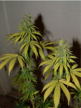 Day 39 Flower