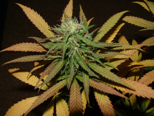 Day 27 flower. Mmm Mmm GOOD!