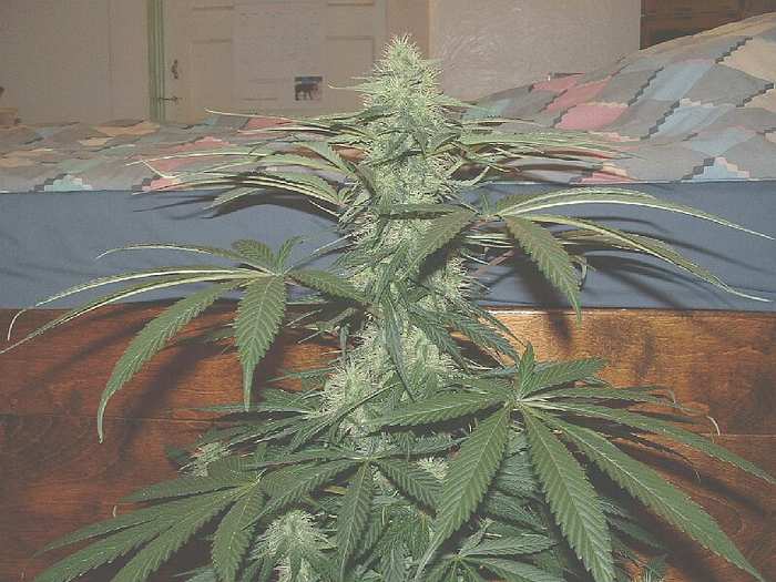 Large Romeo day 34 flower