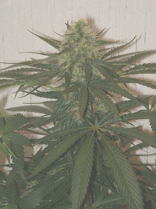 Large Romeo day 41 flower