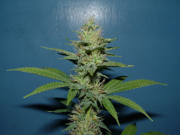 Day 26 Flower