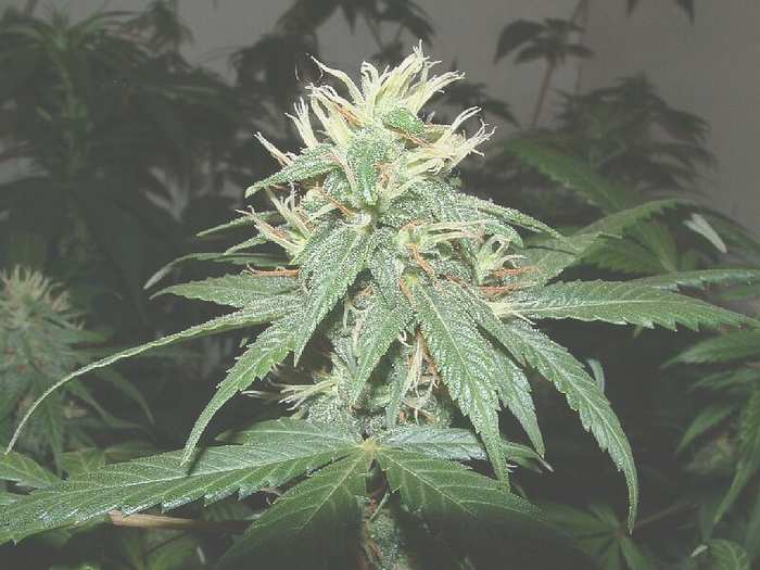 This strain puts out some HUGE pistols. 
