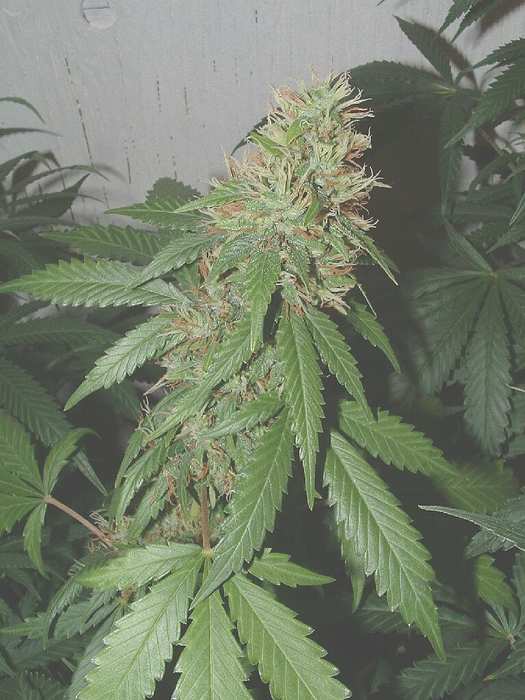 Mindtwist day 47 flower