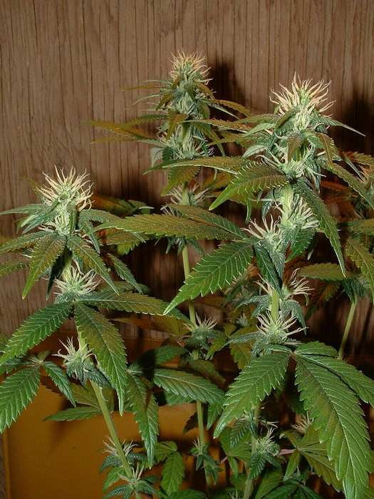 Day 22 Flower