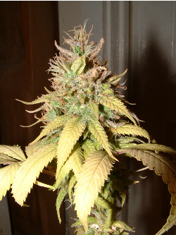 Day 61 flower