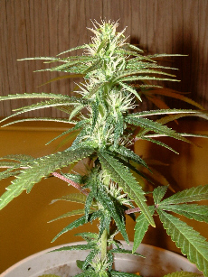 Day 25 Flower