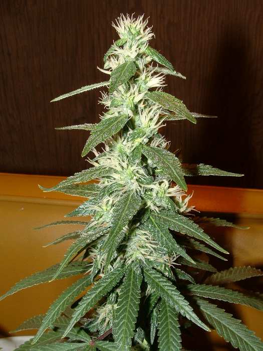 Day 41 Flower. Closer still