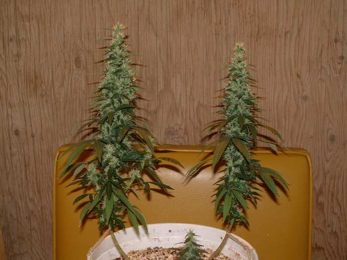 Day 45 Flower