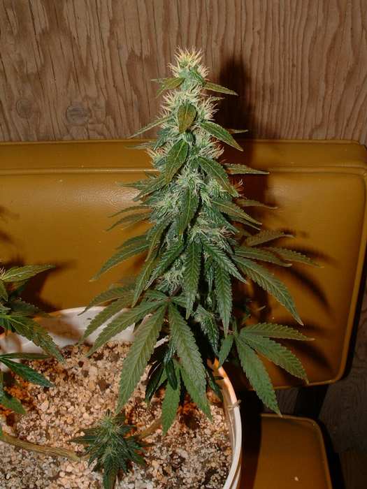 Day 45 Flower