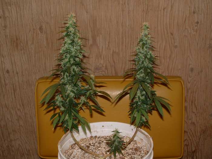 Day 48 Flower