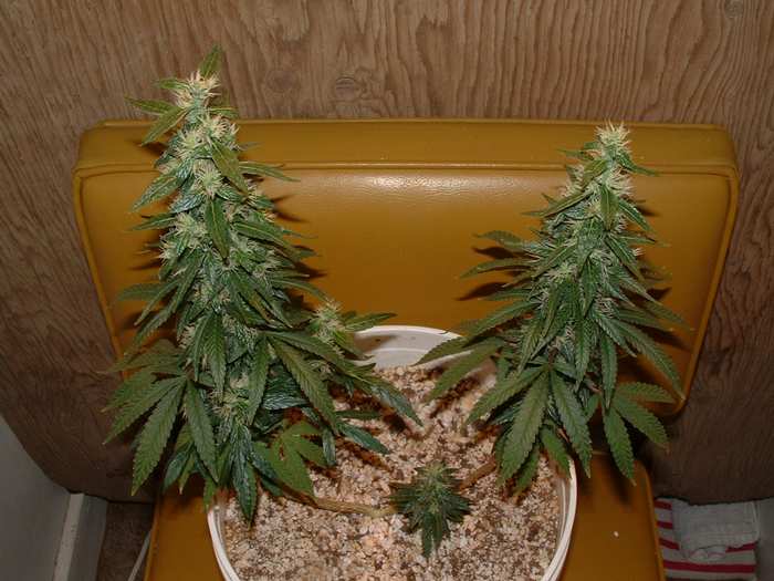 Day 48 Flower. It's Christmas!