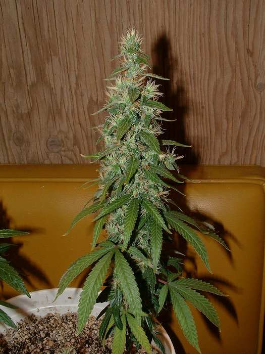 Day 54 Flower