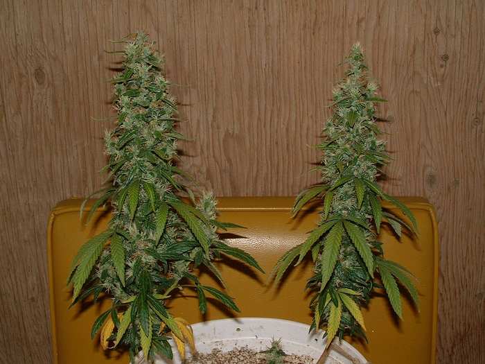 Day 57 Flower