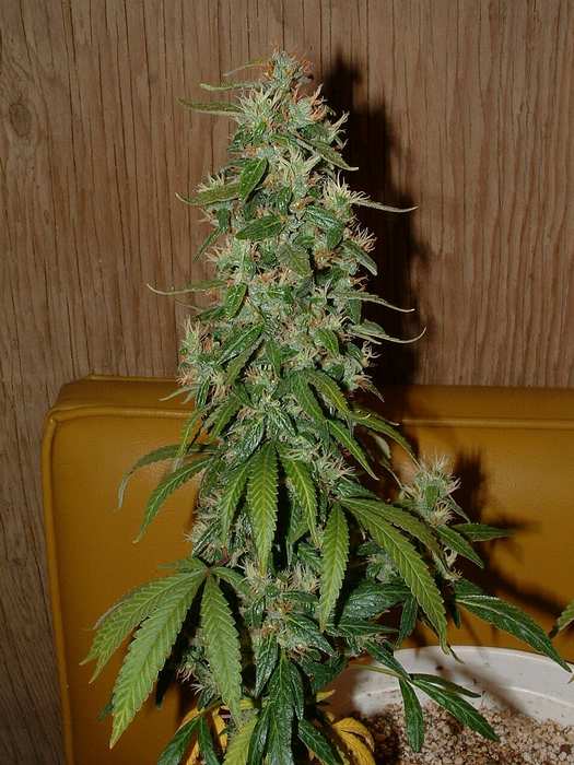 Day 57 Flower