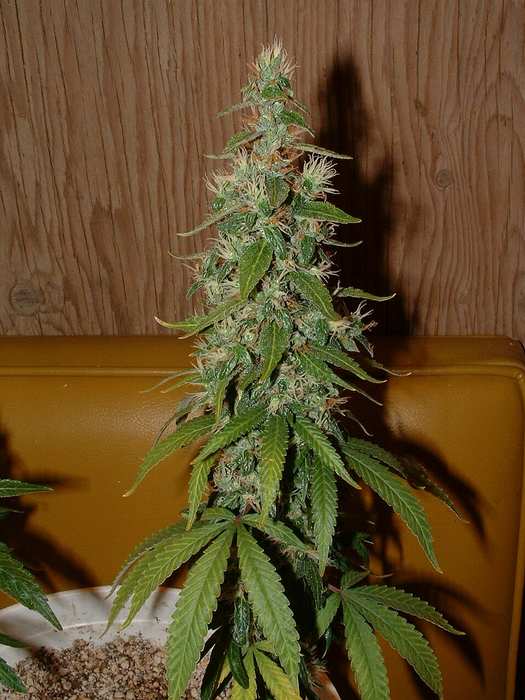 Day 57 Flower