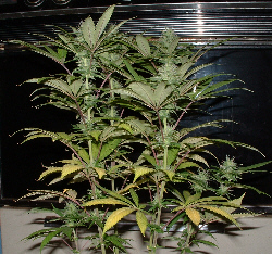 Day 26 Flower. This is my favorite lil' girl. I plan on cloning this one for sure!