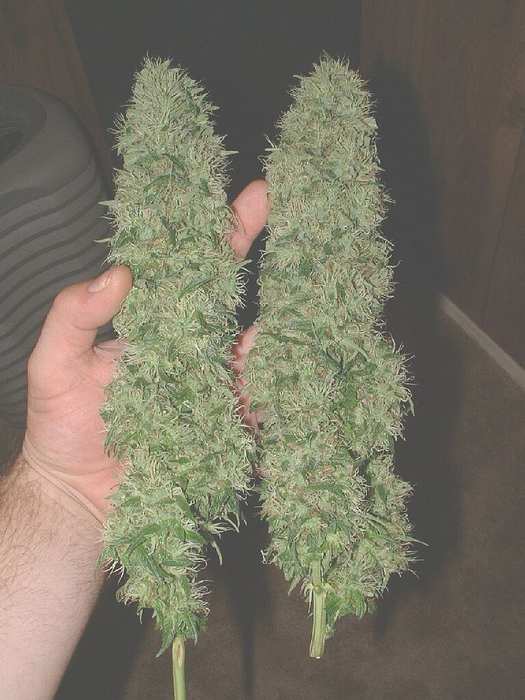 Two fat colas