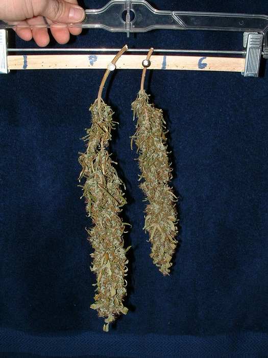 Dried colas