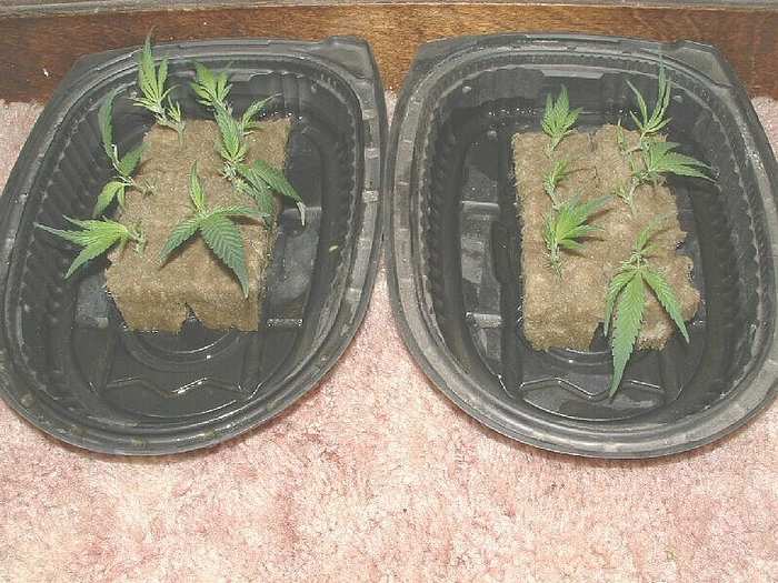 12 cuttings for a future SOG grow. Strains are Hindu Kush, Alaskan Thunderfuck, Mango, and Glass Slipper