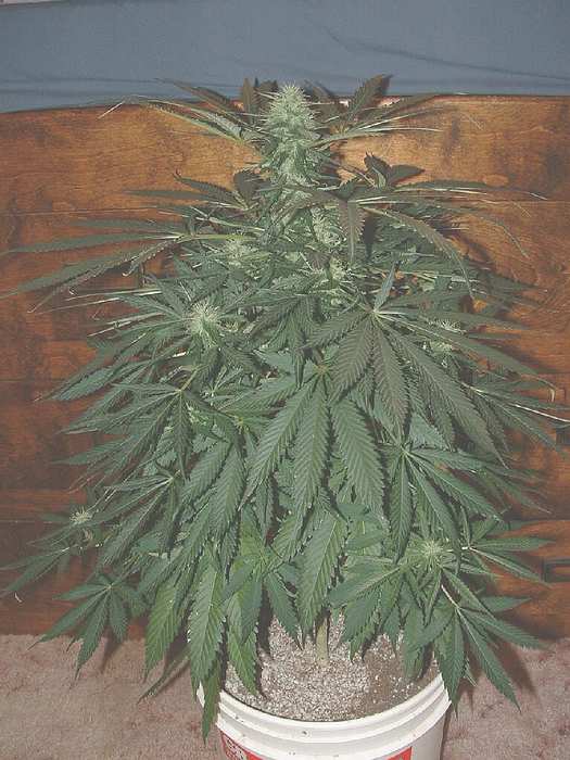 Small Romeo day 24 flower