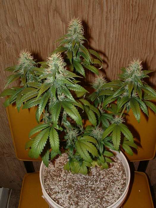 Day 35 Flower