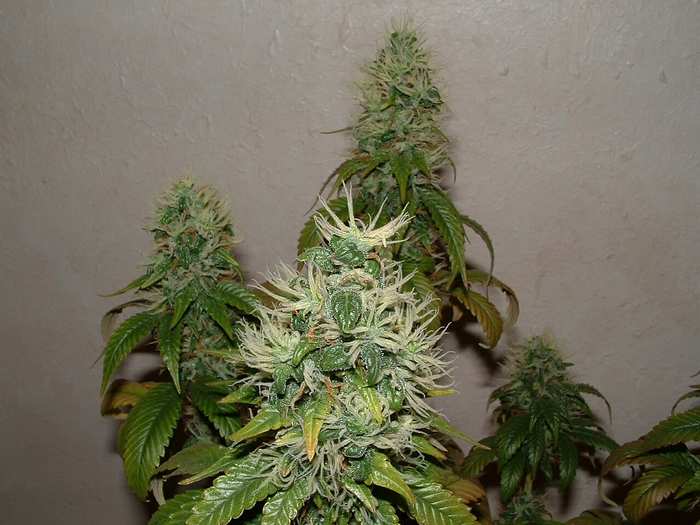 Day 52 Flower