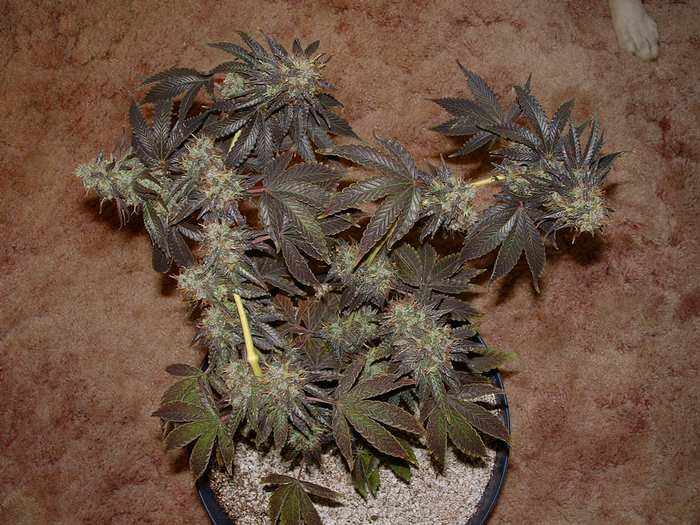 Day 55 flower