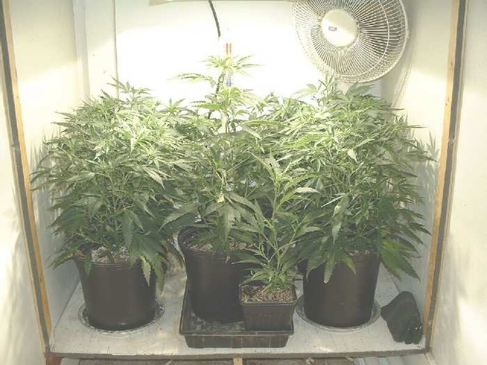 Glass slipper and Romeo clones getting BIG.