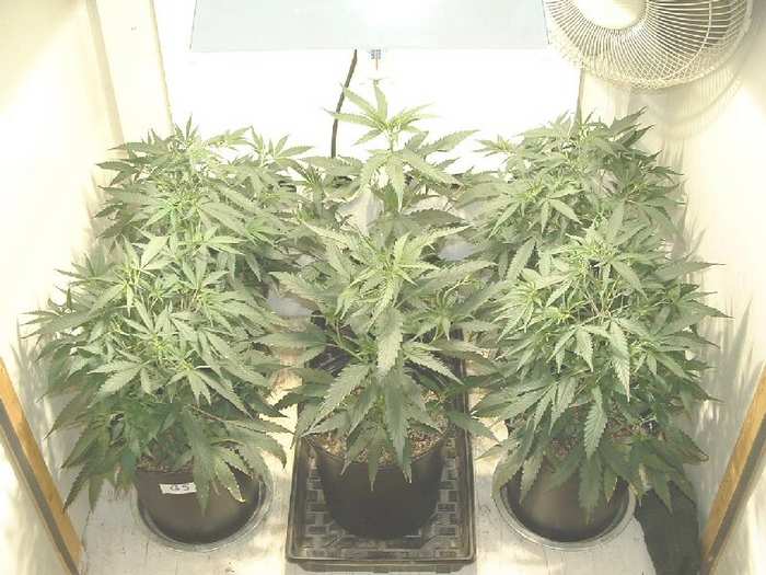 Four Glass Slipper clones (outside edges) and two Romeo clones (center)