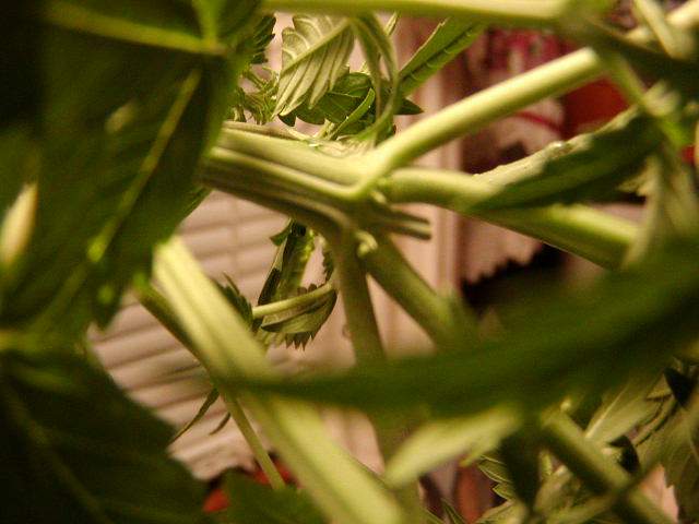 male balls...he has to go. Out of 15 plants to start with 2 were males...come on buds. I will update the bud and 1st harvest photos on the site.