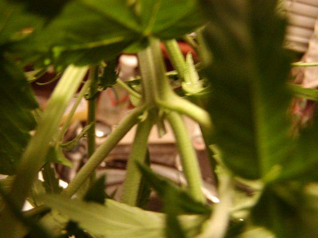 another shot of the one of the males balls are right at the nodes