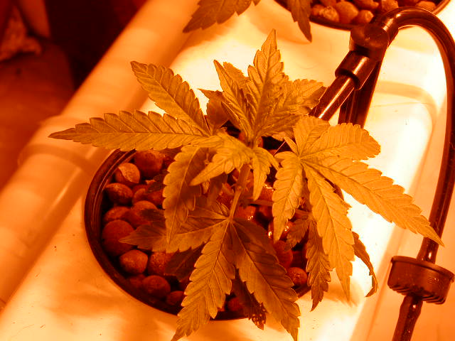 one of the indica strains