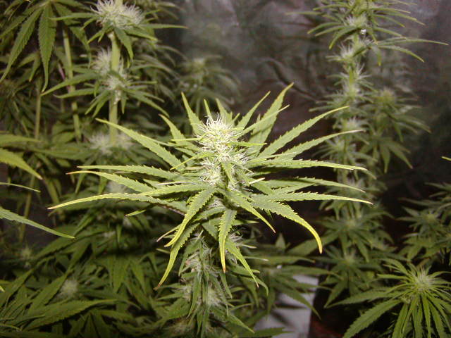 Pretty buds...really shaping up