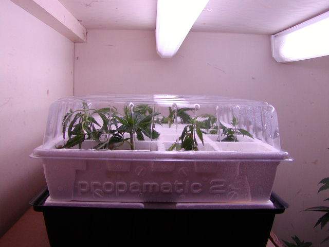 Another closet for the clones and mothers
