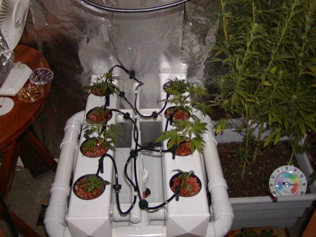 Hydrotech 8...clones were the first to go in.  Rockwool and clay are used