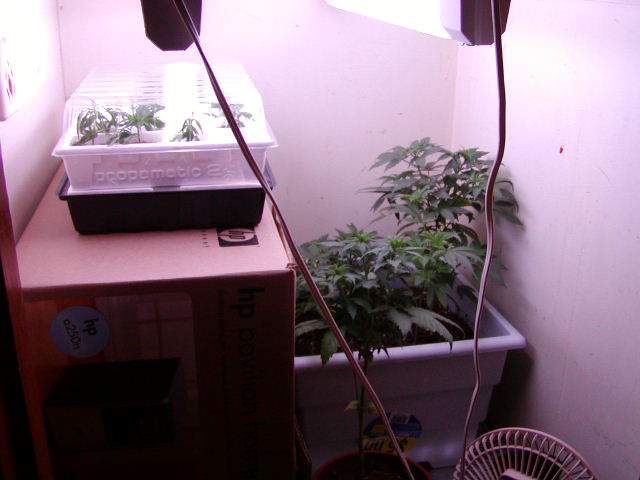 Another closet for the clones and mothers