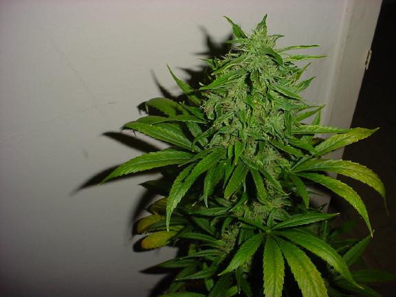 I am so proud of my baby!  Only about a week before she's gone...:(