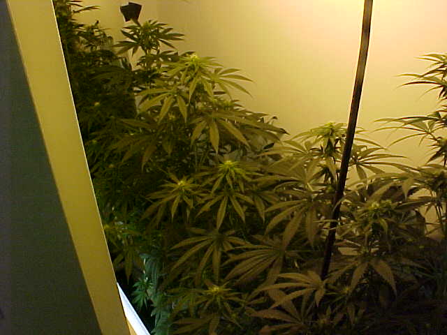 Now into the flowering stage I have changed my lighting to a 360w hps conversion bulb (hortilux).