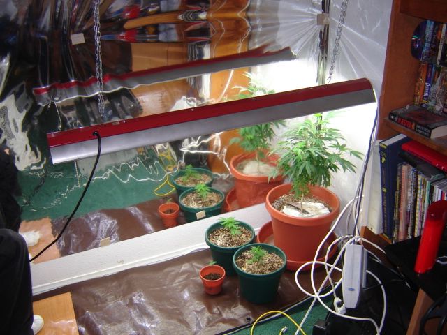 Closet without closet doors. Currently a vegging room until flowering. Starting from the ground up bit by bit. Plans for HPS and 2 grow rooms are on the way along with Advanced Nutrients (of course) before flowering starts.