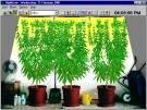 the plant almost reached it's best by the nutrients,waters and the light that I give.