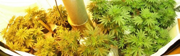 1000 HPS on the left, 1000 AgroSun Gold on the right. Notice how the plants on the left appear yellow, that is due to the HPS light spectrum. When the lights are off, all plants look the same under normal lighting. This photo was taken at day 42 / 8 flowering. I have been smoking a few tops, and they taste great!