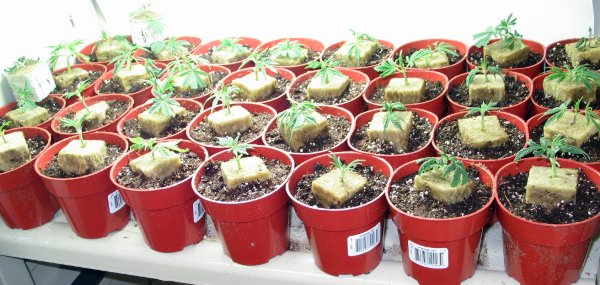 Here are the clones I have taken