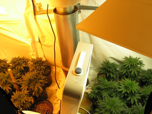 1K HPS on left, 1K Agro Sun Gold on right. Each lights 9 plants