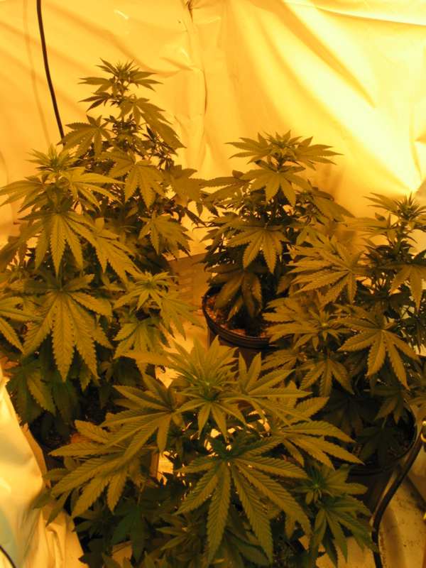 The HPS side of the growroom