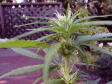 heres the expiremental plant that i kept its at 3 1/2 weeks old and doin good so im keepen it i am currently transplanting the other one and should have a pic of it in about a week or so. The other one is huge already its at 5 weeks. 