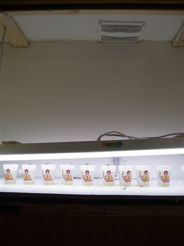 Veg chamber. Flat white walls, 4 40w flo bulbs hung from chain & pulley for easy raise. The plants are at 3-days.