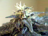 can you see the trichomes glisten?

  pic taken 6/14/04